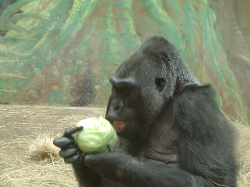 Should I taste it ? by Sunshine Gorilla