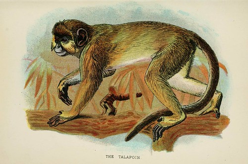 018-El Talapoin-A hand-book  to the primates-Volume 2-1896- Henry Ogg Forbes