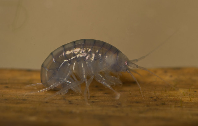 freshwater shrimp-2 edited