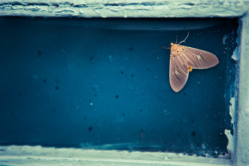 moth-1.jpg