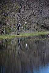 Bird Reflection