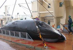 躺在南冰洋日本捕鯨船上的小須鯨。 (Photo courtesy Institute of Cetacean Research)