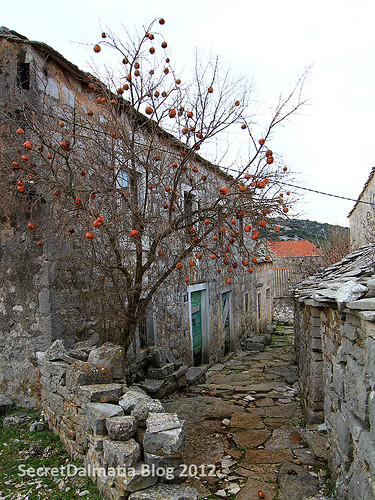 Dried pomegranates on the trees