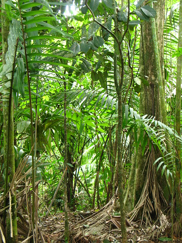 lowland rainforest