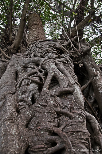 banyan tree by Alida's Photos