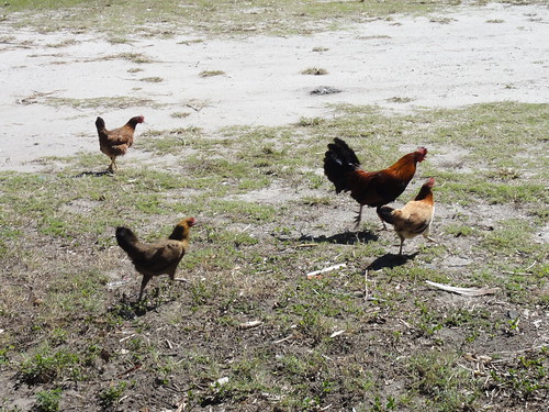 Flock of Ybor City chickens
