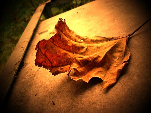 The last leaf... by {israelv}
