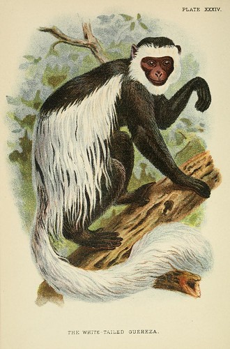 019-Guereza de cola blanca-A hand-book  to the primates-Volume 2-1896- Henry Ogg Forbes