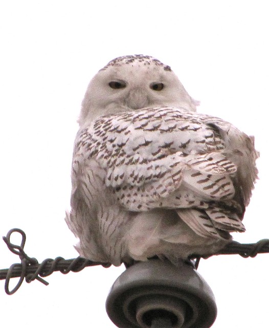 Snowy Owl near Lexington, IL 28