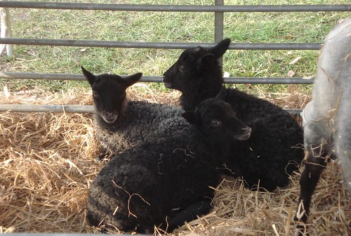 Well Manor Farm Farnham Surrey Unravel 2012 three black lambs