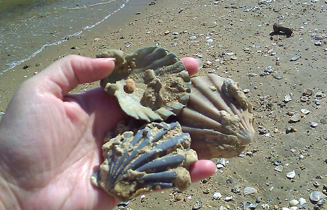 Fossils found on the beach at Chippokes, also fossilized sharks teeth. The park has many programs that are great family fun and I am allowed to go too!