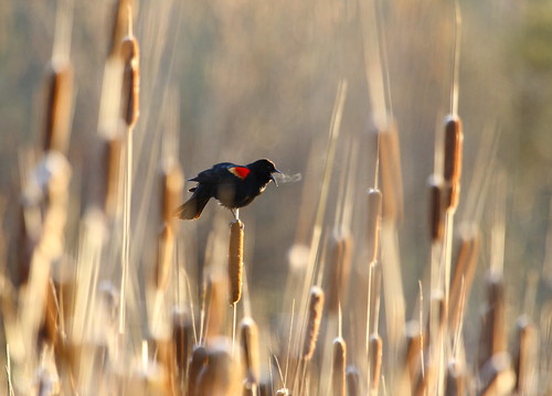 Red-winged Blackbird - "cold morning breath"