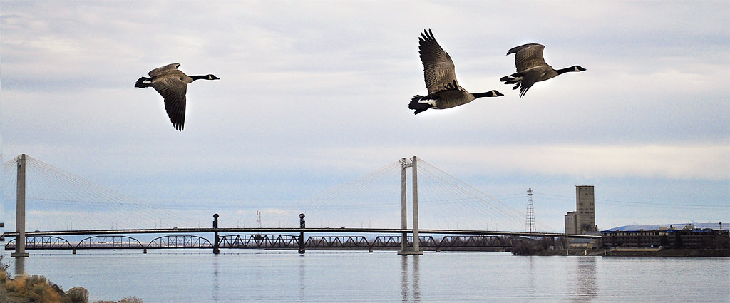 Canadian Geese Flying Over Columbia River