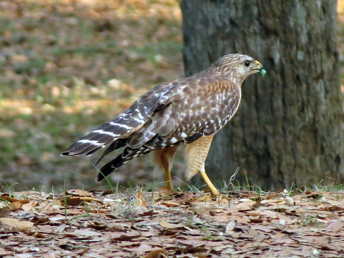 parent Red-shouldered Hawk