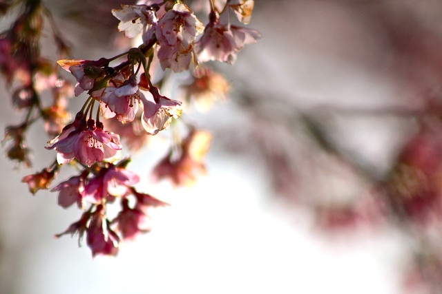 Cherry Blossoms - 32476