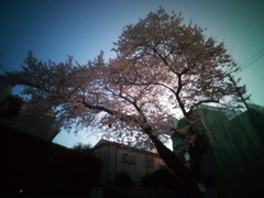 sakura 俗界桜