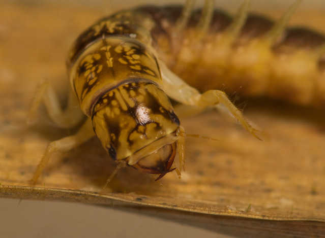 alderfly larva close up 5 edited