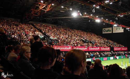 Crufts 2012 - Capacity in the LG Arena
