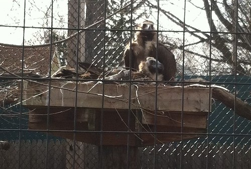 Vultures at the Toledo Zoo