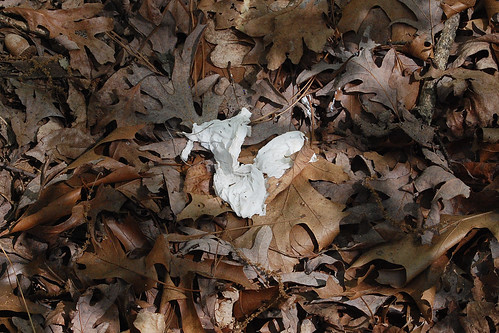 Picture of used toilet paper discarded among the leaves next to a trail. Used to illustrate the importance of packing out used toilet paper.