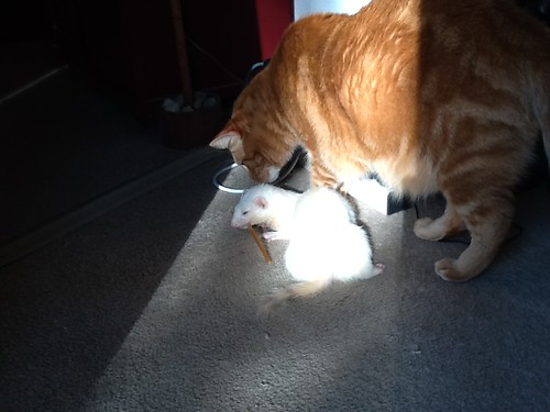 Cat does not understand why the ferret won't share