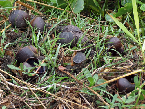 Apple snail shells