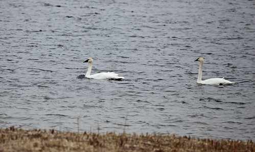 Trumpeter Swans - Adults by JKissnHug
