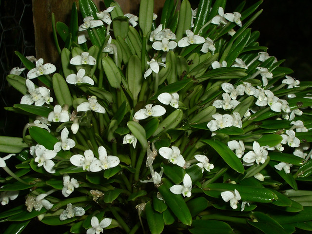 Dendrobium quinquelobum (Cadetia quinqueloba) 2006-11-18 01