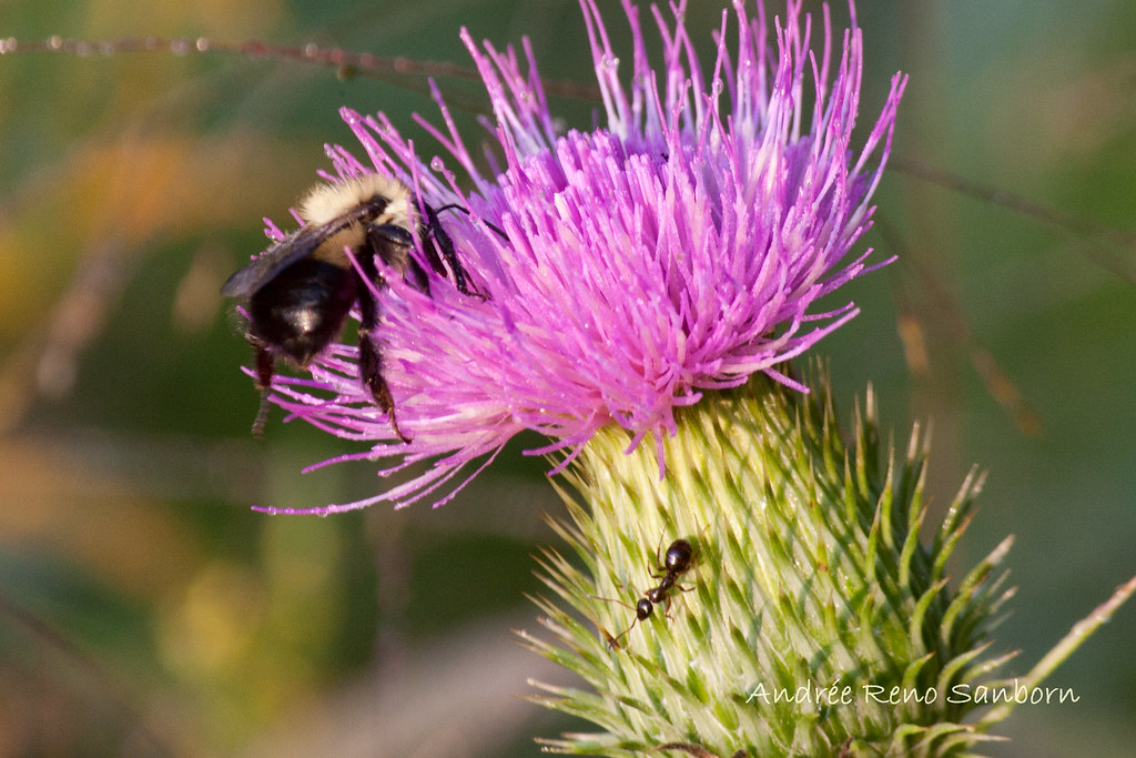 Bee & Ant on Canada Thistle (Cirsium arvense)-17.jpg