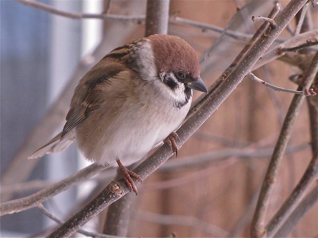 Eurasian Tree Sparrows at Sugar Grove Nature Center in Funks Grove, IL 02