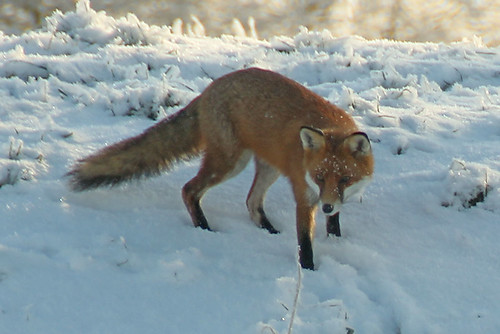 fox-3-11-02-12
