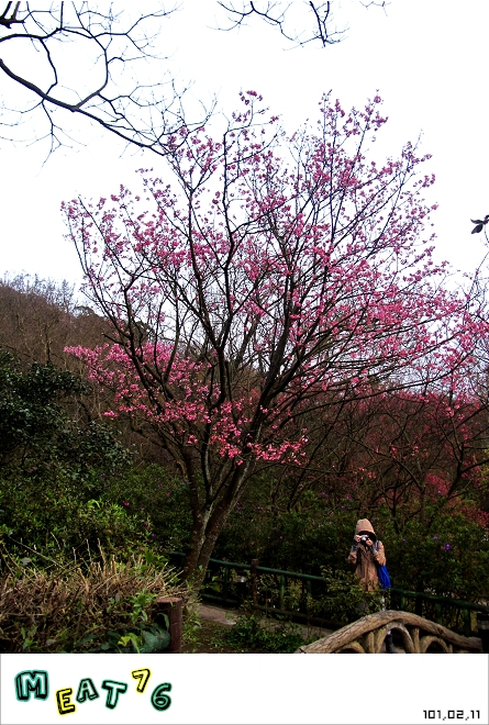 【遊記】陽明山國家公園｜櫻花乍現在粉紅意境的花花世界26