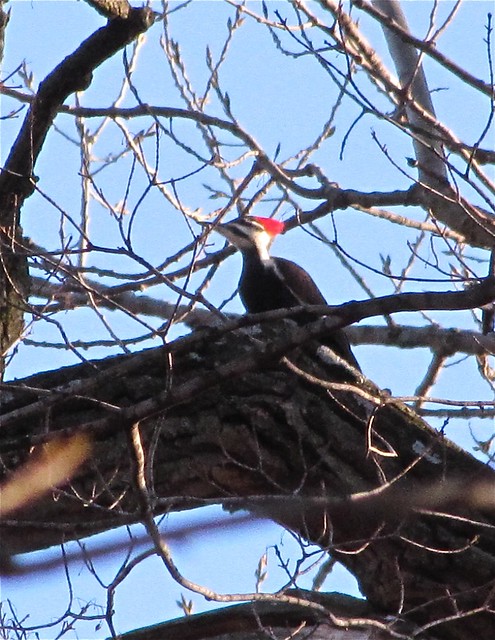 Pileated Woodpecker at Moraine View State Park in McLean County