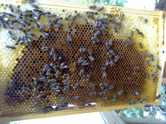 2011_10_01_Bees_Pollen frame
