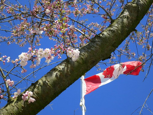 Canadian cherry blossoms