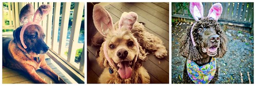 Easter Bunny Dogs 4.8.12 by elawgrrl