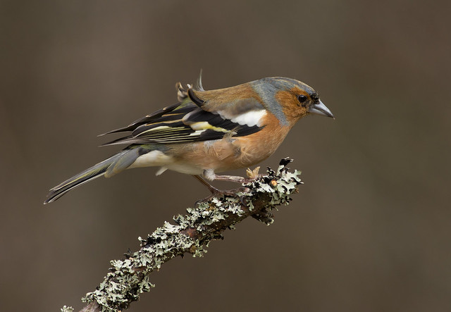 chaffinch in wind
