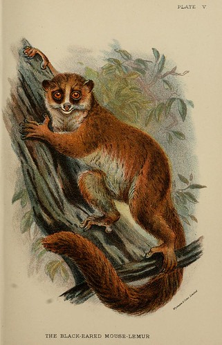 013-Lemur de orejas negras-A hand-book  to the primates-Volume 1-1896- Henry Ogg Forbes