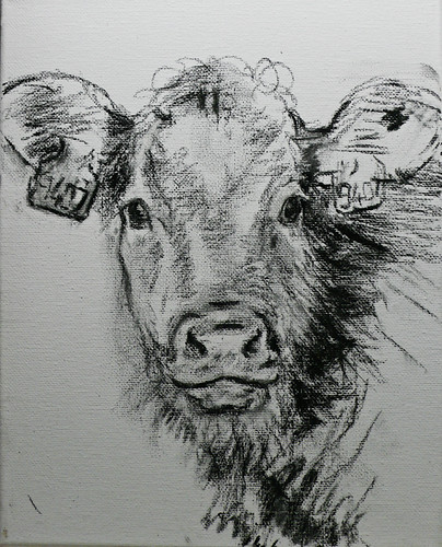 Calf, drawing