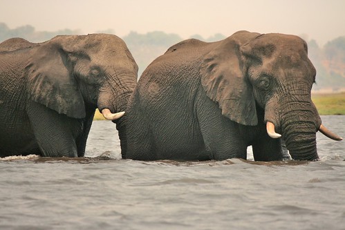 Elefanti al guado in  un braccio del fiume Chobe (Botswana)