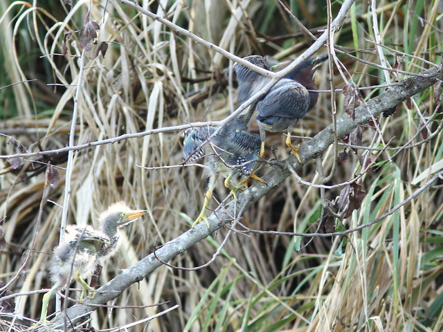Green Heron male arrives and is mobbed by chicks2 Nest 4HT 20120422