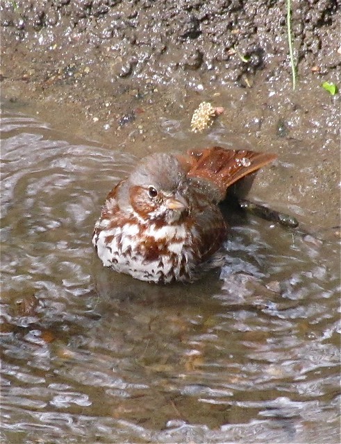 Fox Sparrow at Ewing Park 04