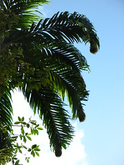 Montezuma oropendula nests on the tips of the palm leaves