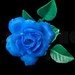 mawar biru 2