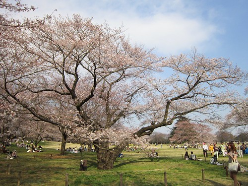 桜＠桜の園　2012年4月9日 by Poran111