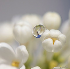Drops on flowers