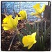 Daffodils in bloom.  #signsofspring posted by martha_jean to Flickr