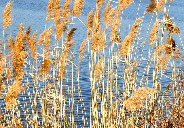 20120219-grasses on the reservoir DSC_0699
