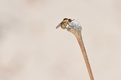 Diptera - Bombyliidae -  Mythicomyiidae/Mythicomyiinae