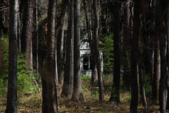Boynton House through the Woods